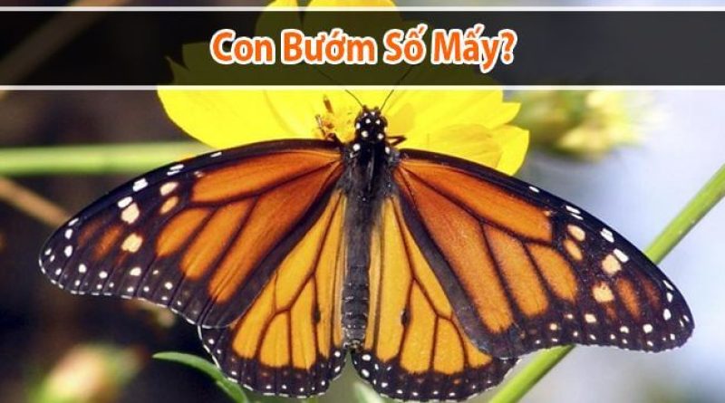 Con bướm số mấy? Mơ thấy bướm đánh con gì may mắn?