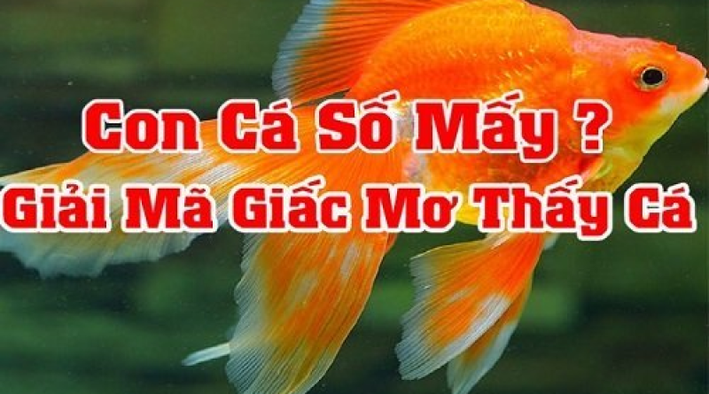 Nằm mơ thấy bắt cá Những ý nghĩa và nhận định