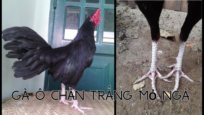 Gà ô chân trắng mỏ ngà - chiến binh bất bại