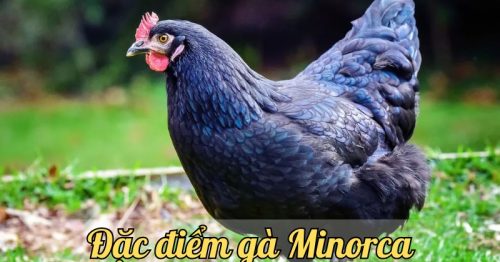 Gà Minorca – Giống gà ngon tuyệt và mang lại năng suất cao