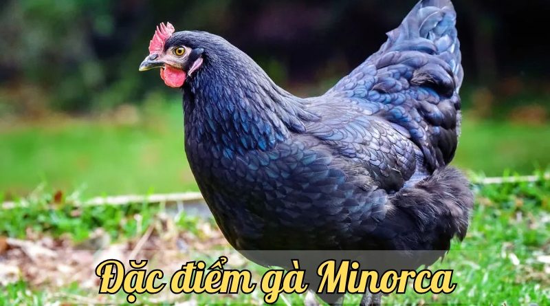 Gà Minorca – Giống gà ngon tuyệt và mang lại năng suất cao